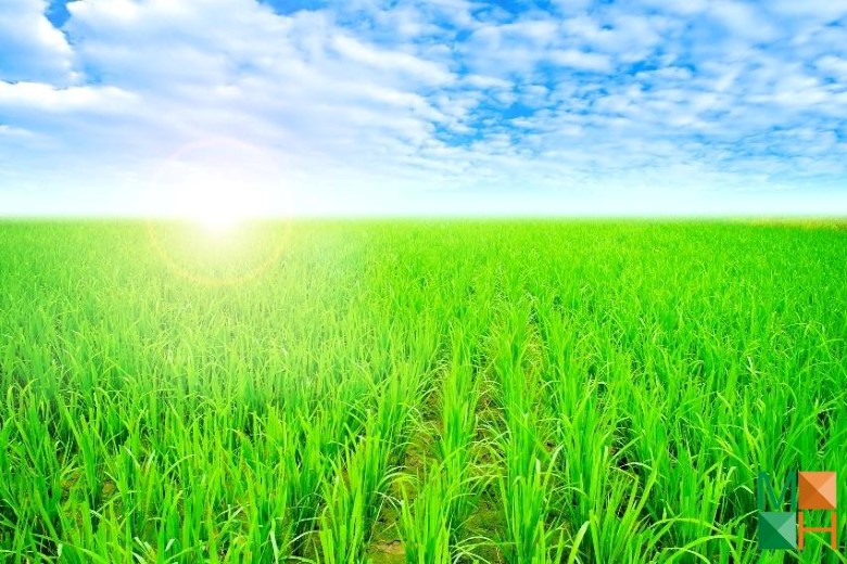 Tranh dán tường phòng khách đẹp tại Hà Nội NA - 387